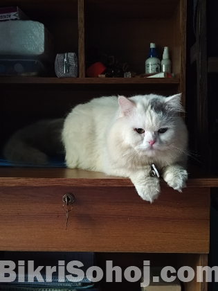 Pure Persian Cat